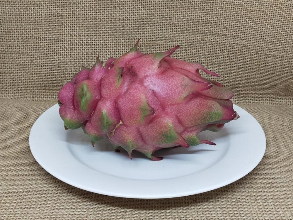 Purple Megalanthus dragon whole